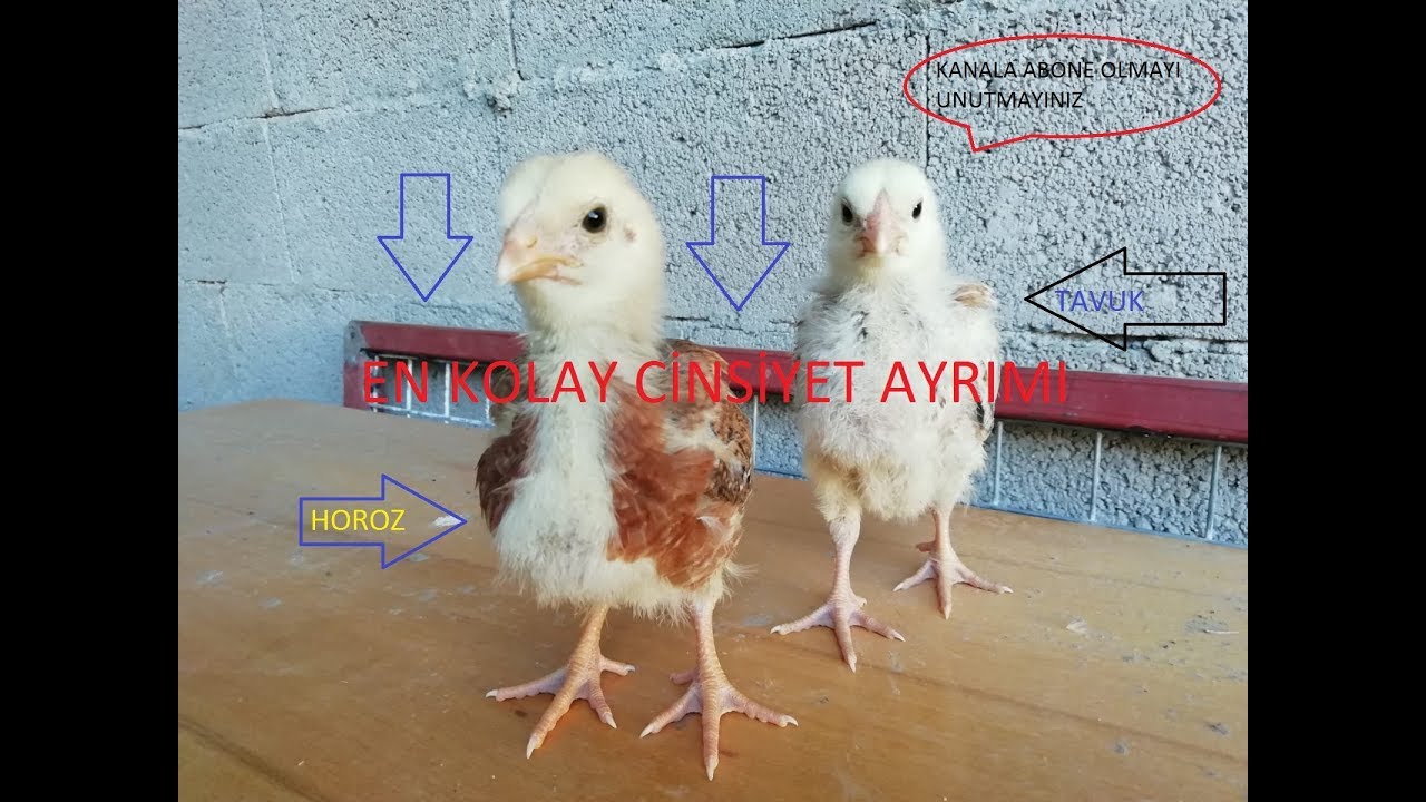 CİVCİVLERDE EN KOLAY CİNSİYET AYRIMI \\ TAVUK MU ? HOROZ MU?