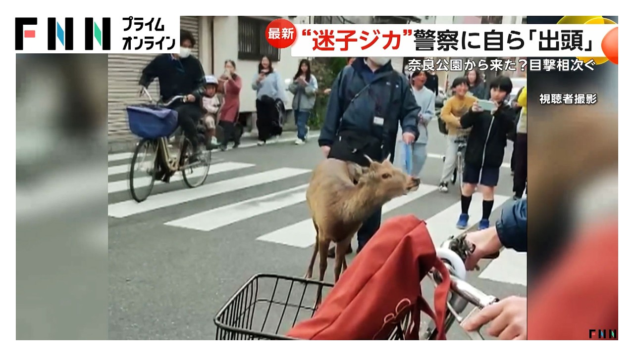 大阪で迷子シカ　警察に&ldquo;出頭&rdquo;し捕獲　奈良県知事は受け入れ否定も大阪市長は前向き発言（2026年03月25日）