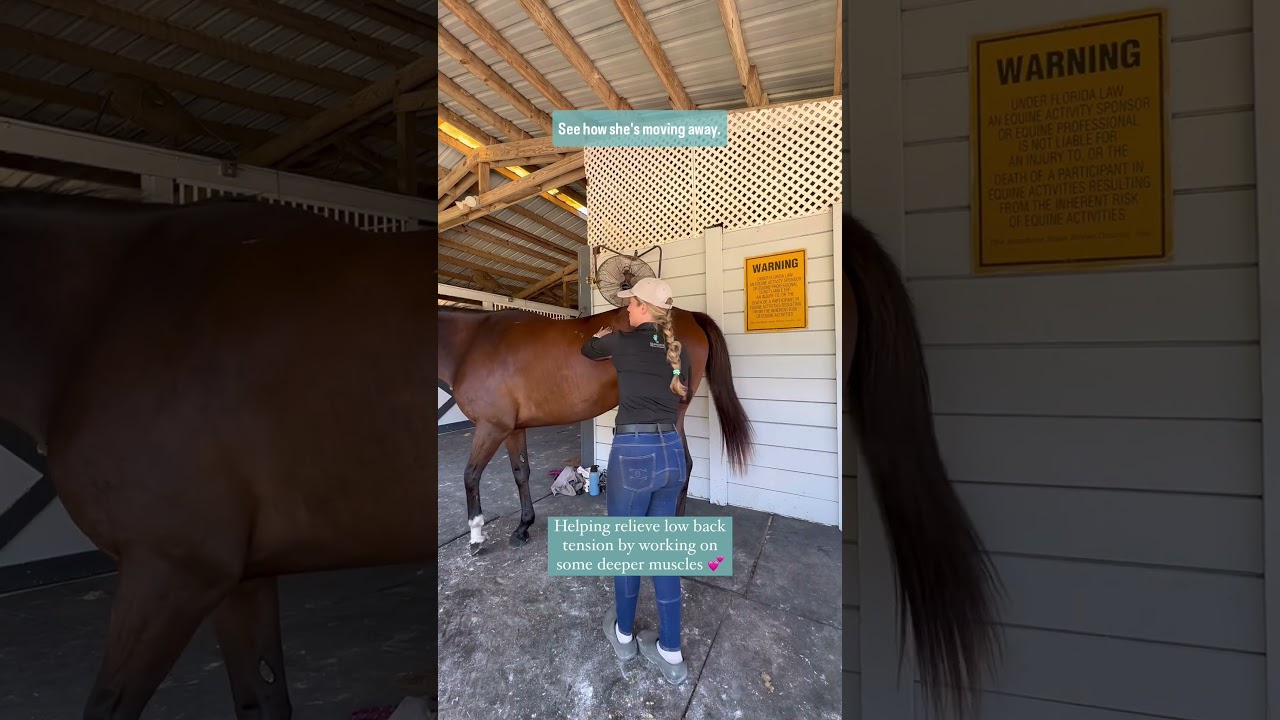 Are you horse’s Low Back Muscles in pain?