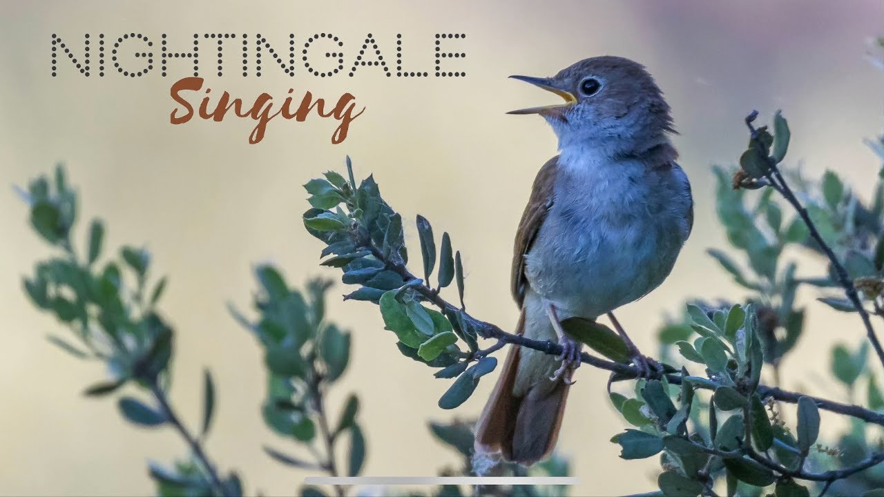 NIGHTINGALE SONGBIRD | Bird watching tours in Spain.