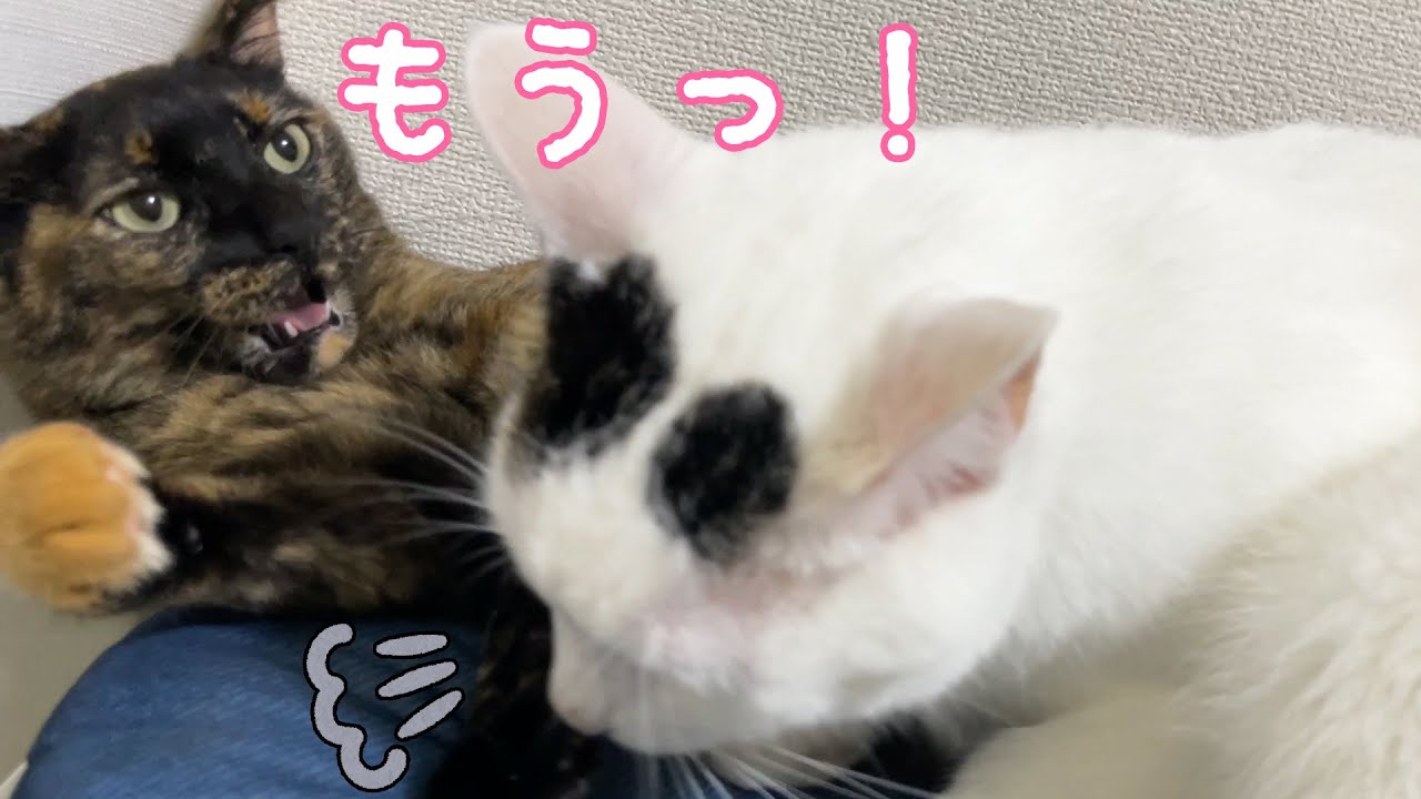 久々にチロとモモが喧嘩をしました…！
