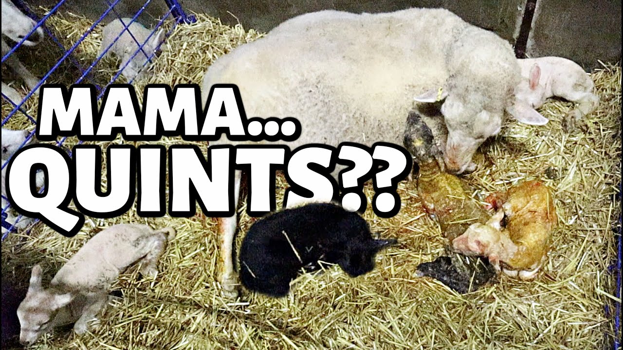MAMA!!! did EWE have FIVE??? 😱| *I think she counted wrong...🤦‍♀️ | FALL LAMBING 2021 | Vlog 490