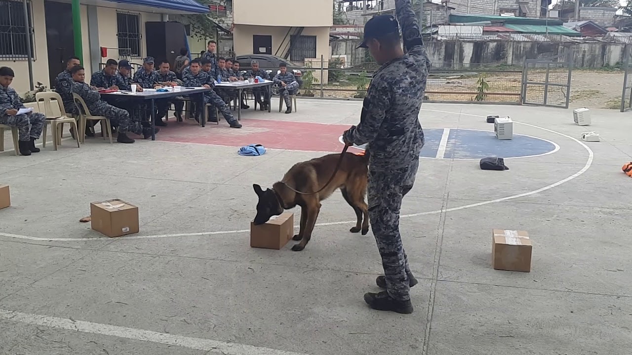 K9 evaluation