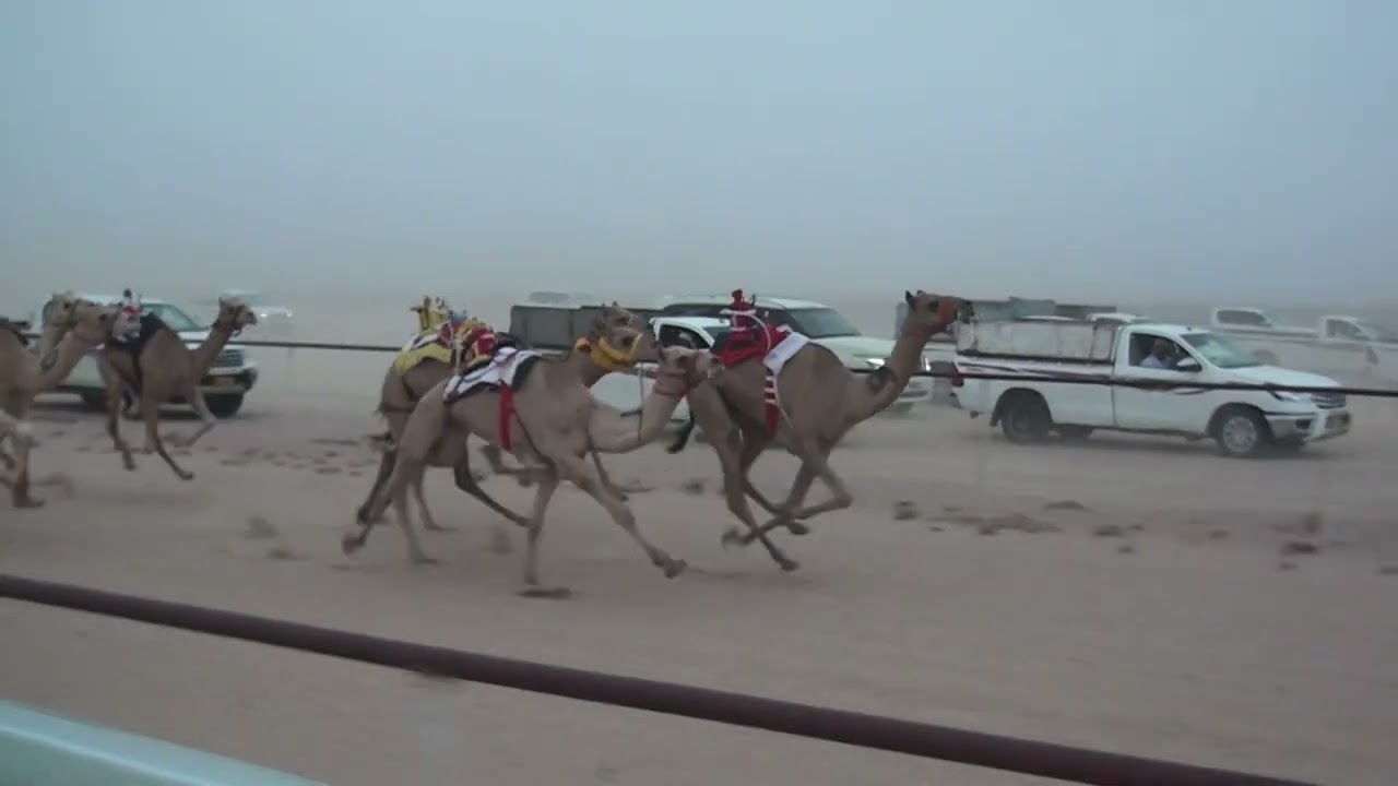 شواهين ل بدر بن عبدالله بن مبارك الحرسوسي