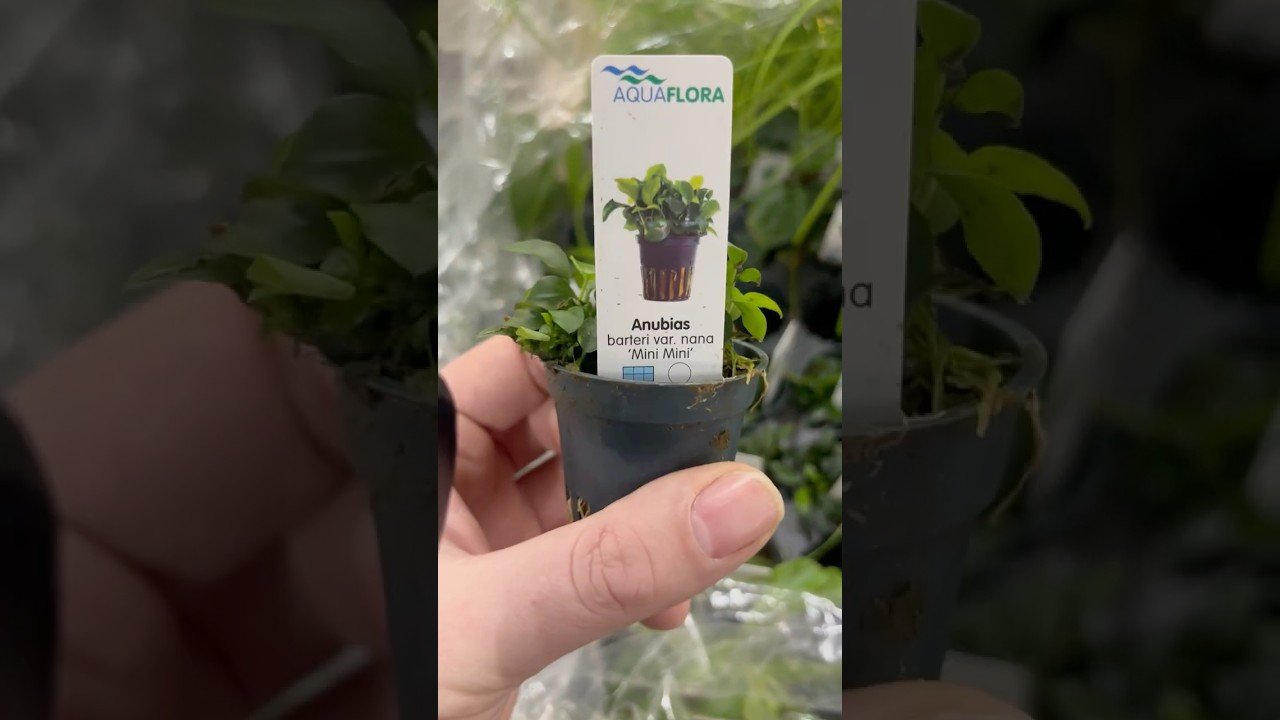 Anubias Nana &lsquo;Mini Mini&rsquo; - Aquariumplantenshop