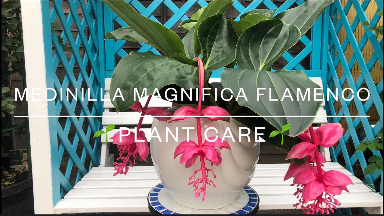 Medinilla Magnifica Flamenco | Plant Care UK