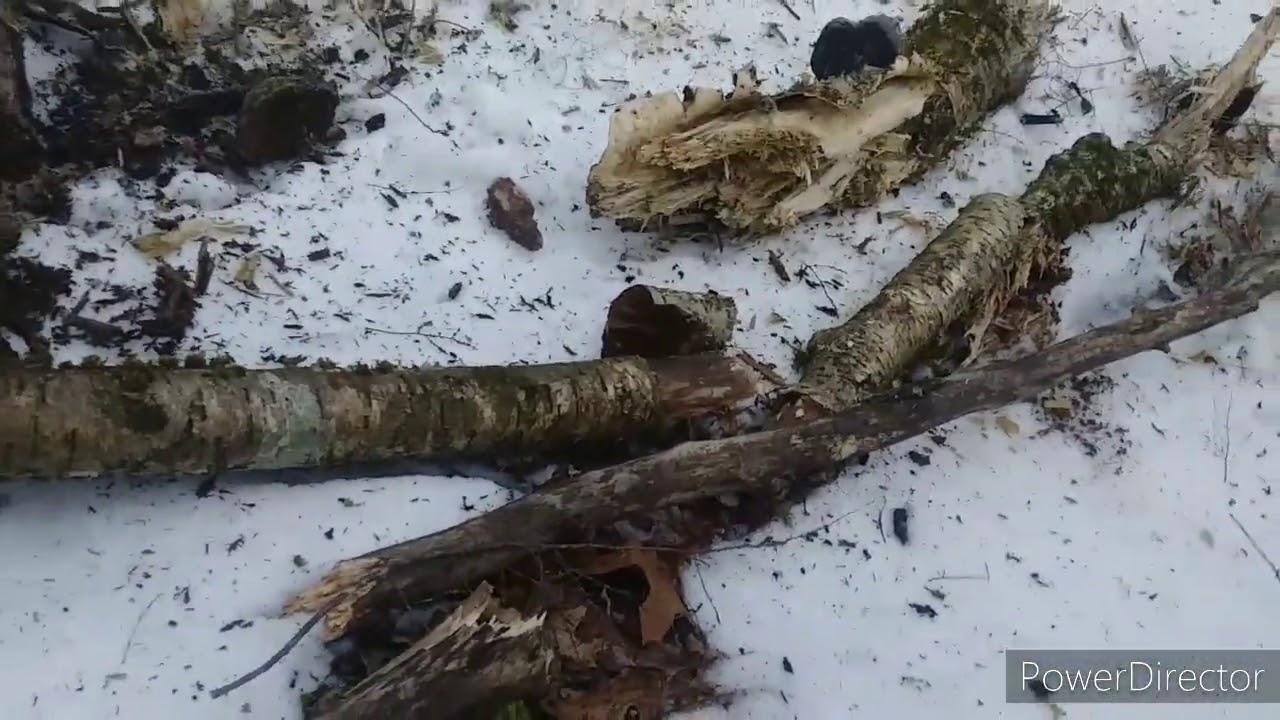 Bigfoot evidence/ Impressive Tree Breaks