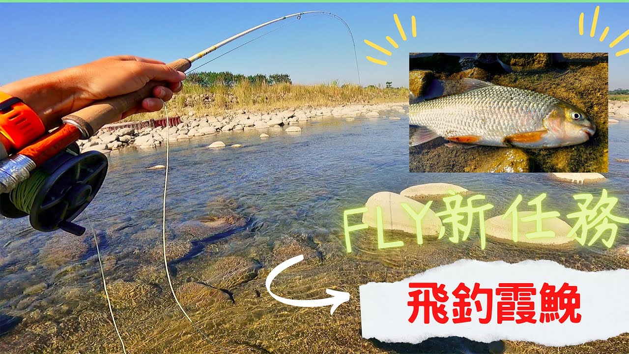震撼！霞鮸也能飛釣？重量線、毛鉤、操竿技巧全公開！ (高身鏟頜魚、高身鯝魚、飛釣、飛蠅釣、沉水吐司毛鉤、青苔毛鉤)#flyfishing #tips #釣魚