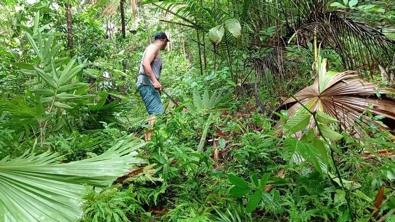 Kinagat ako ng mga bubuyog habang kumukuha ng dahon ng anahaw