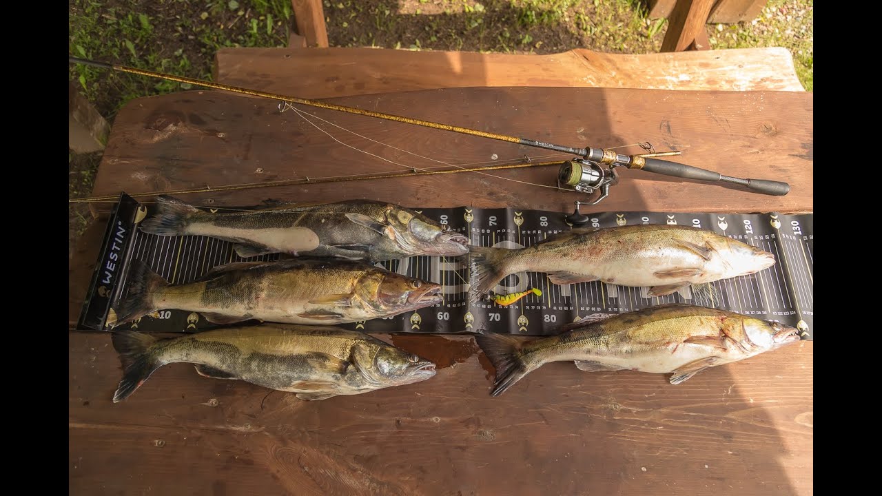 Kohapüük Jigiga Emajõel- 2025 🎣😉