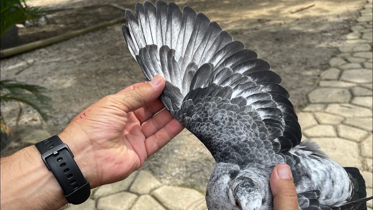 Racing pigeons training, electric timing system (Benzing M1) and 33 mile release