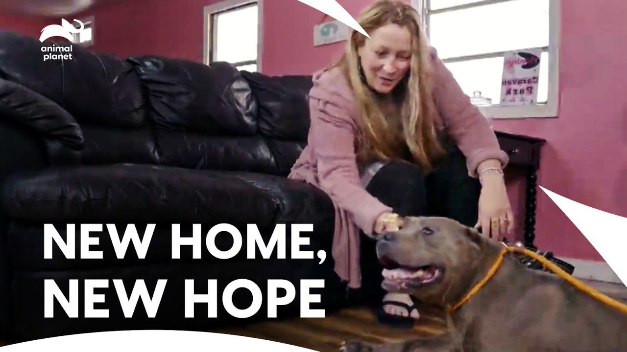 Adopter Adopt The Sweetest Senior Rescued Dog at Villalobos❤️| Pit Bulls & Parolees | Animal Planet