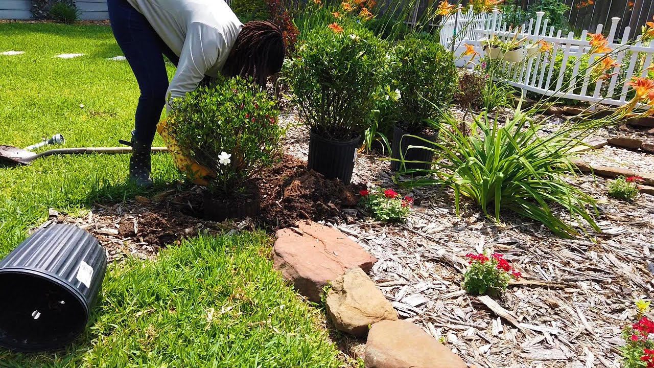 Planting A Gardenia Hedge, Finishing The Stones On The Small Circle Bed 🌸🌳