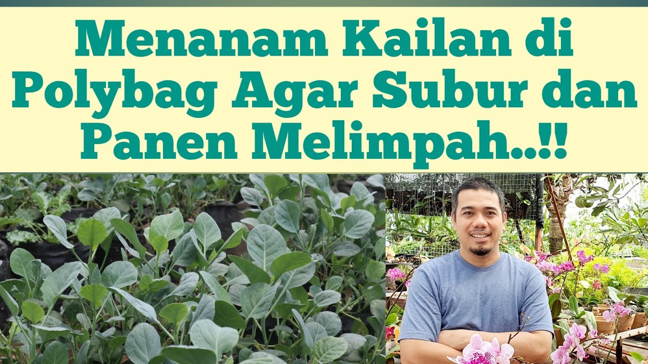 Cara mudah menanam kailan, cara mudah menanam kailan di polybag, menanam kailan di pot, Anti Gagal..