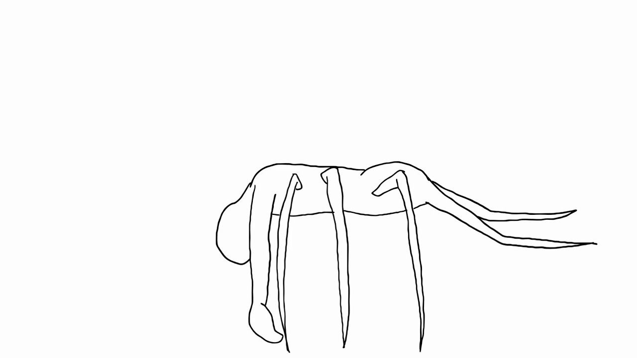spider transformation