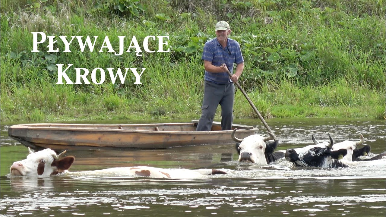 Pływają krowy w Bugu