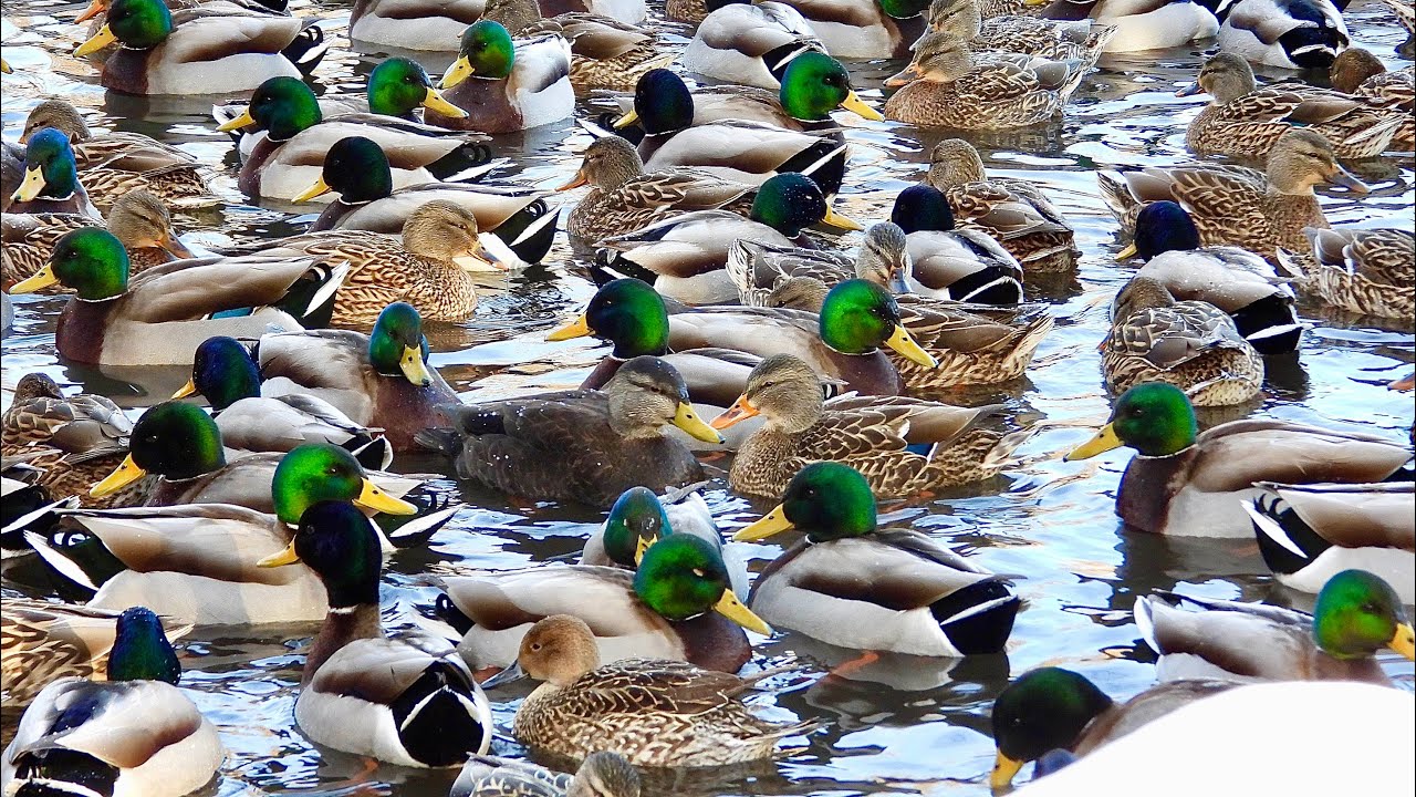 BIRDING AT WEBSTER POND!!