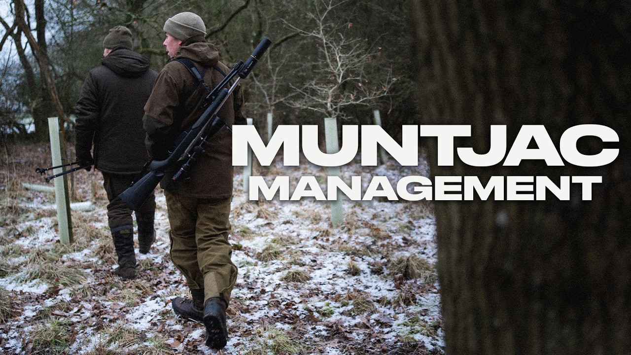 Muntjac Management | Stalking Muntjac Bucks in January