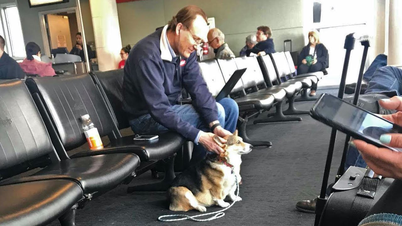 Chiede se il cane disturba. La risposta è da lacrime.