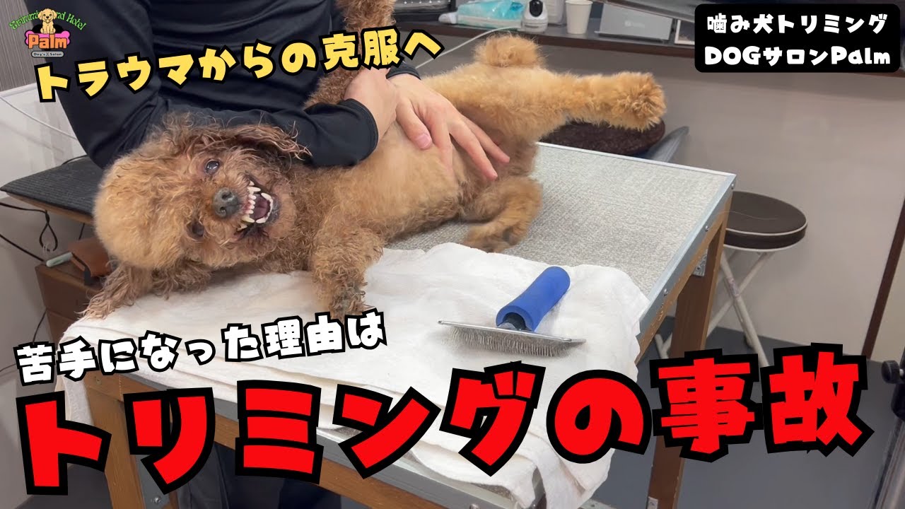 150万回再生のトイプードル！！噛み犬トリミングで過去のトラウマからの克服へ！！