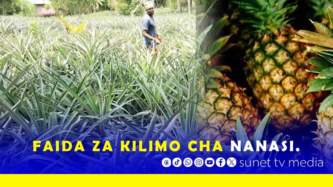 FAIDA ZA KILIMO CHA NANASI.
