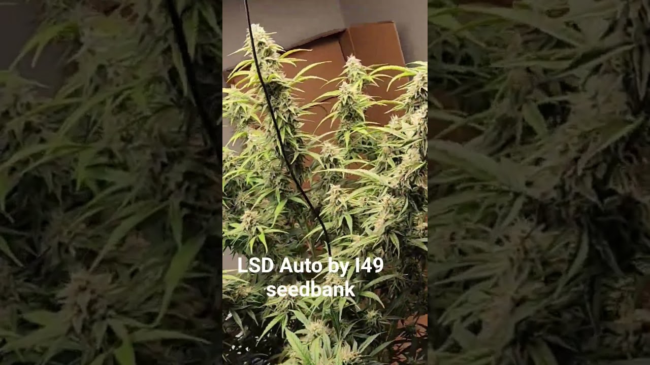 very light supercroping experiment late in flower on an auto #trending #gaming