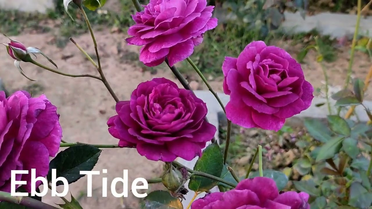 Purple Rose 🌹🌹🌹