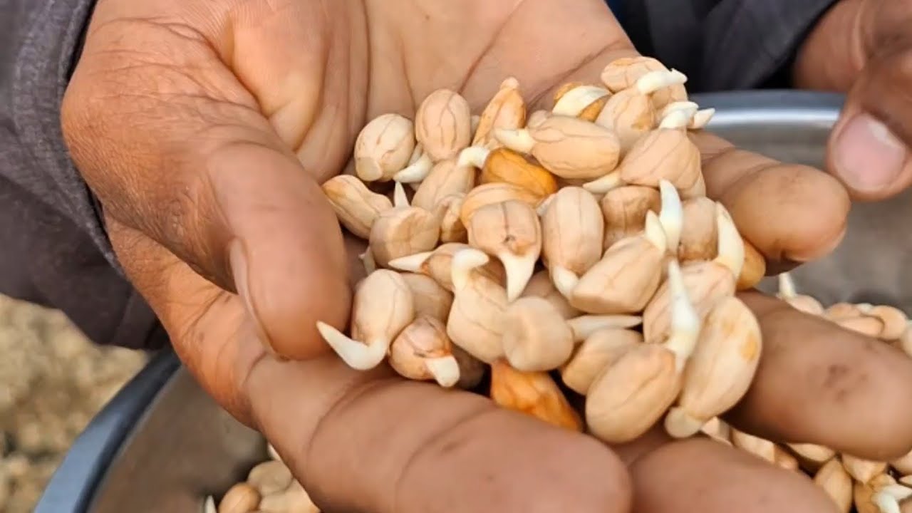 বাদাম চাষ পদ্ধতি পর্ব ১ 