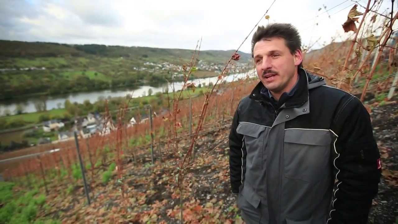 Weinlese
