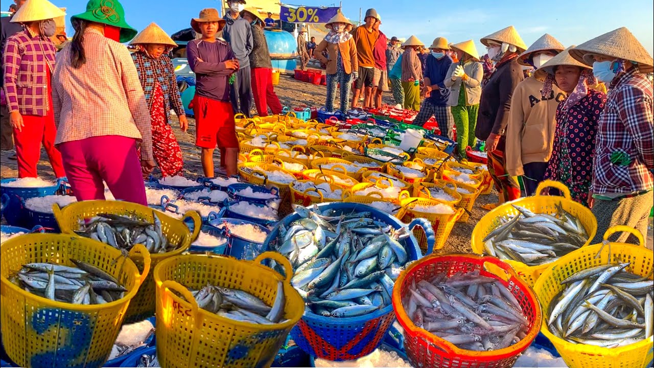 Tons of Fish Per Day in Vietnamese Fishing Village