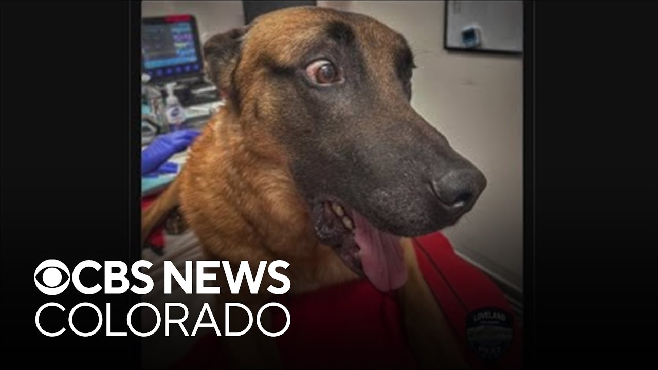 Injured Loveland police K9 returns to duty after stabbing