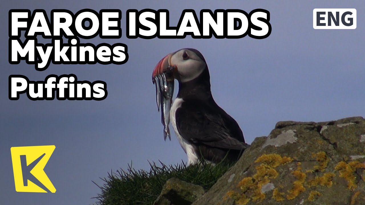 【K】Faroe Islands Travel-[페로제도 여행-미키네스]절벽 위, 퍼핀 천국/Puffins/Village/Bird/Sea