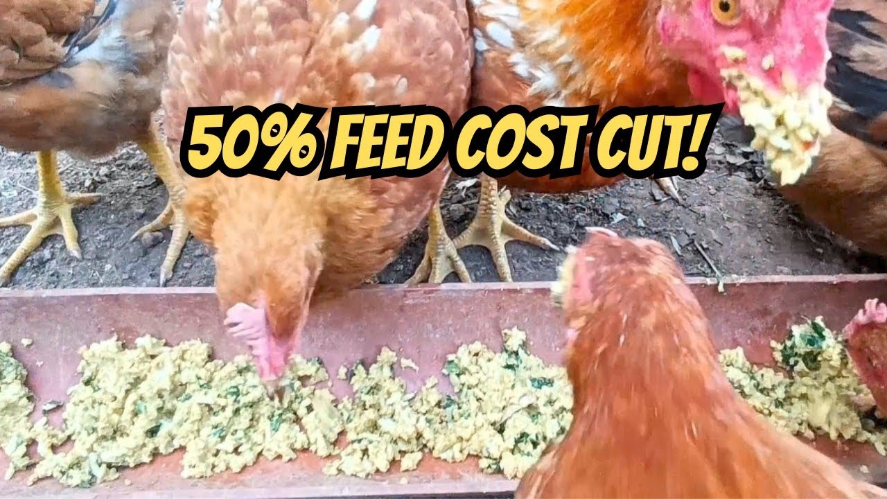 Cut My Chicken Feed Cost by 50%! | Semi-Organic Feed Formula That Works #kabir #freerangechickens 