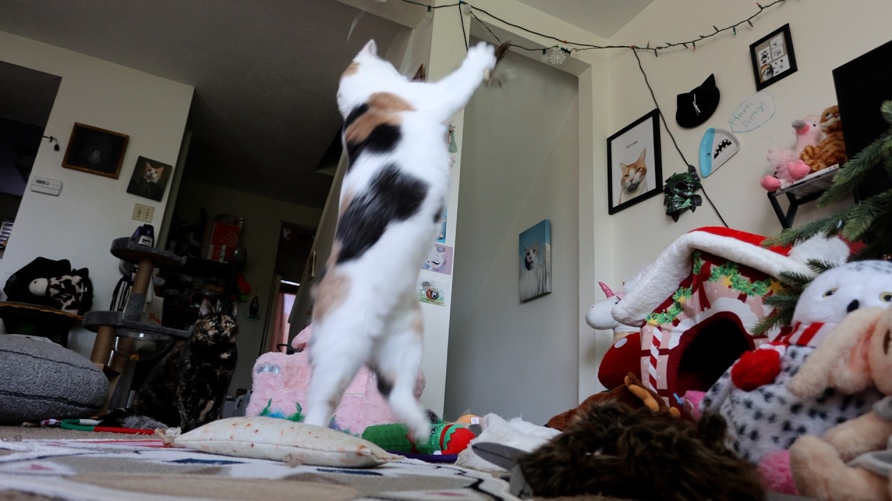 Cat flies through the air