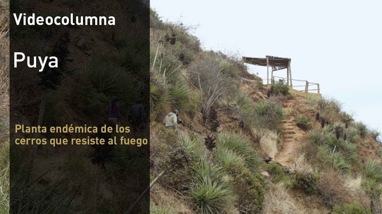 Puya: Planta end&eacute;mica de los cerros que resiste al fuego