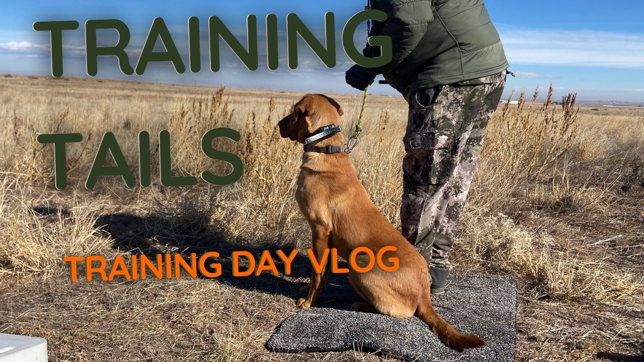 A Day at the Training Field: How Pointing Labs Prepare for APLA Competitions
