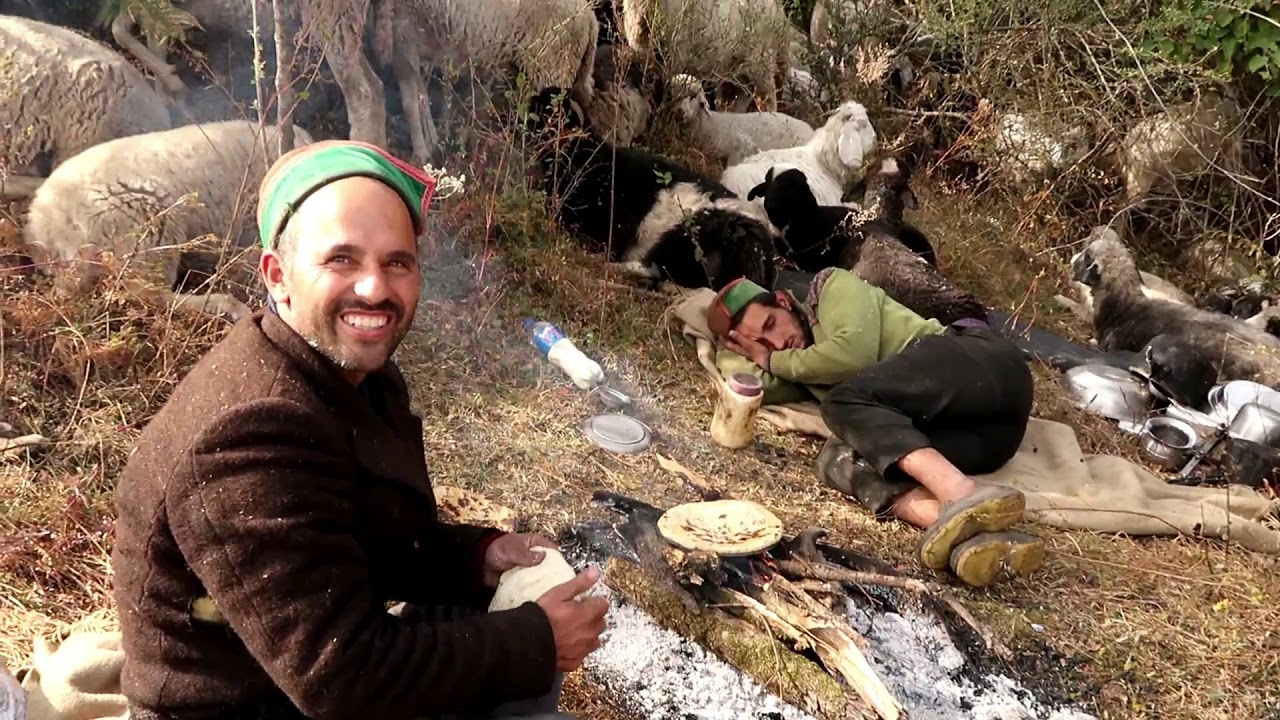 Himalayan Shepherds source of wool for shawls and scarves