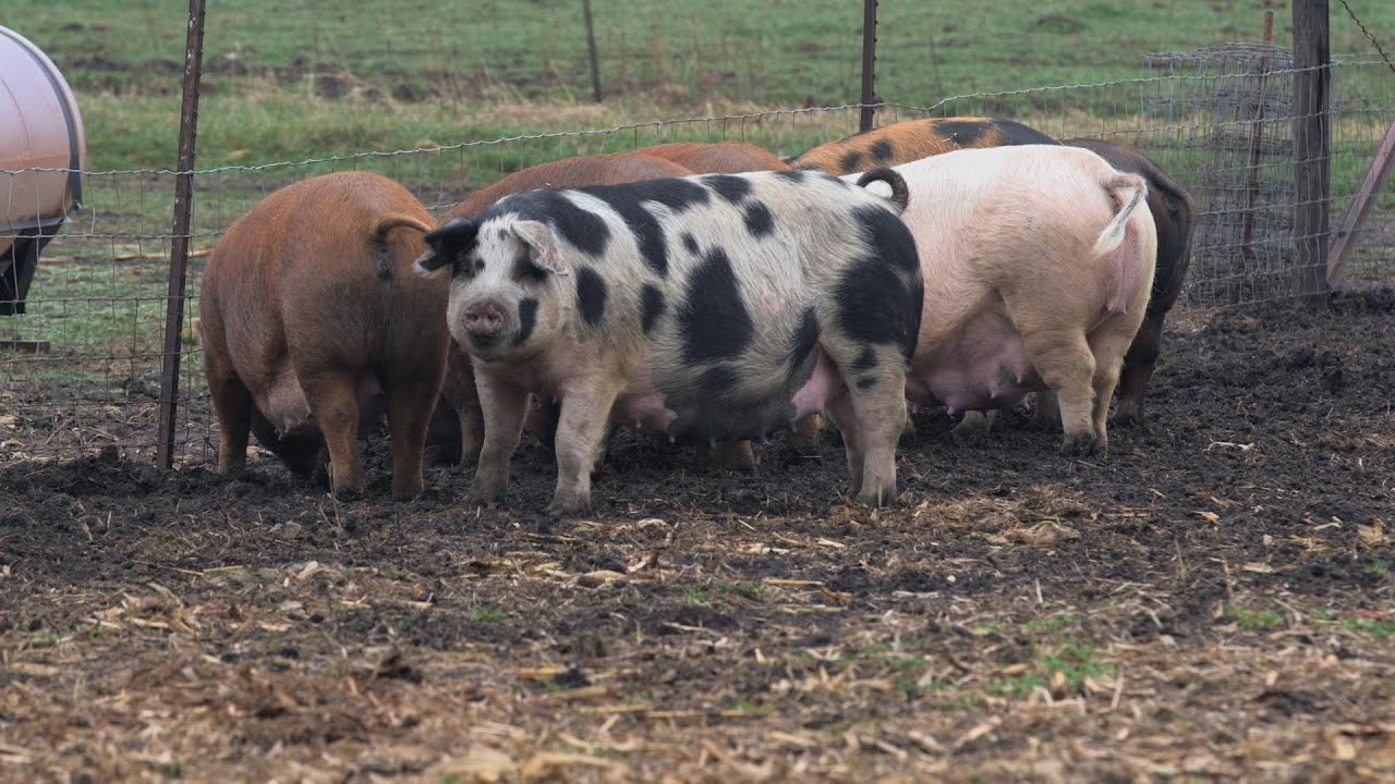 What Makes Chipotle Pork So Special?