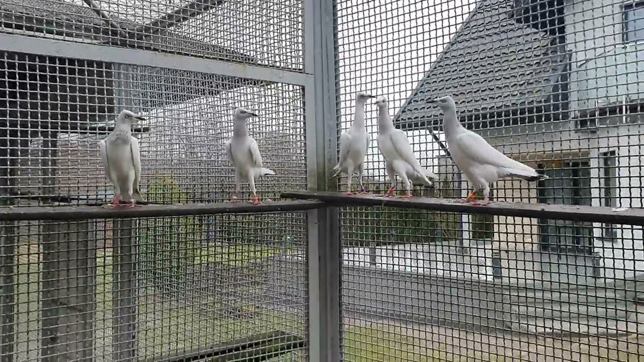 Srebrniaki 2025. Tel. 601 55 20 90.