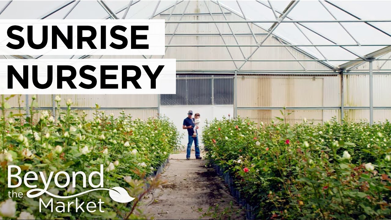 How a Flower Farm Started in Watsonville: The Family Behind Sunrise Nursery
