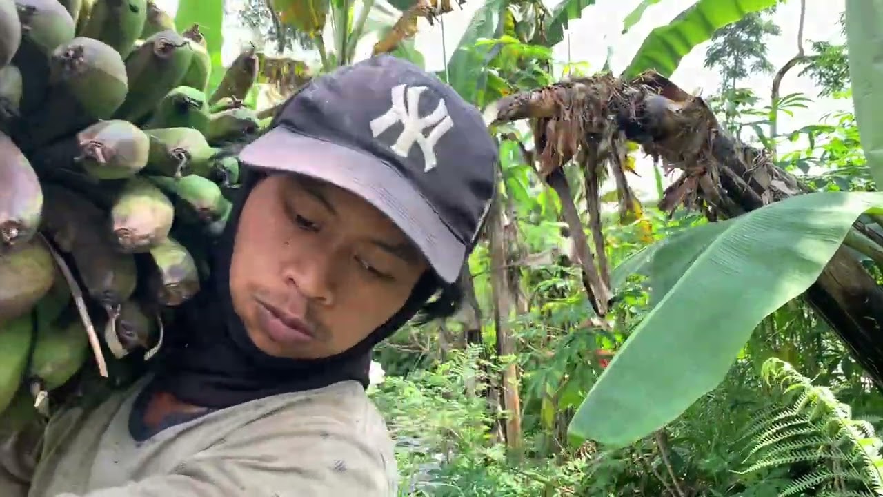 Petik Buah Pisang Warangan, di Kebun Yang Sudah Lama tak Terurus!