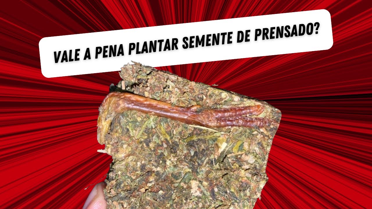 Vale a pena plantar semente de prensado?