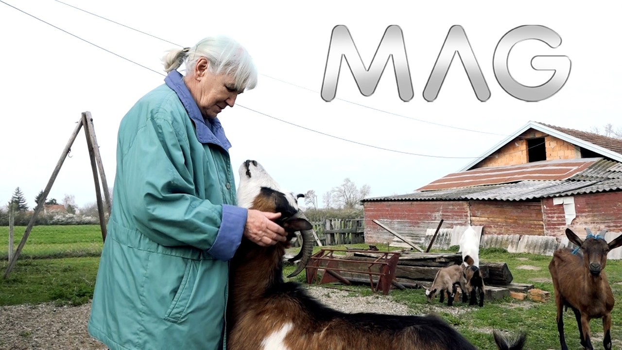 Magarci, koze i poni na imanju Slovića