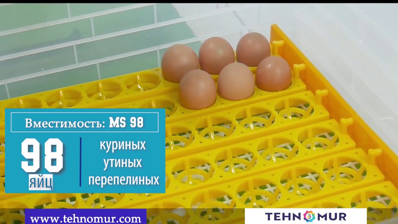 Автоматический инкубатор MS 98. Для куриных, утиных, гусиных, перепелиных, индюшиных яиц.