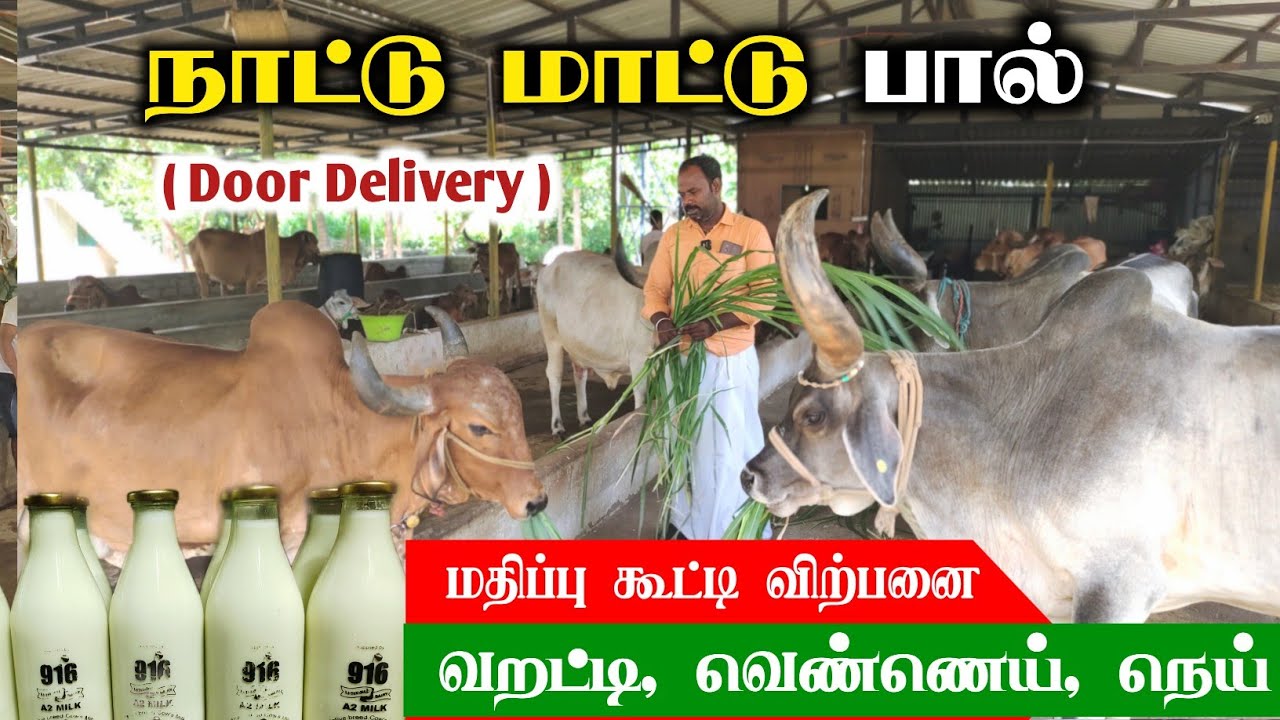 🐂🥛வீடு தேடி வரும் நாட்டு மாட்டு பால்! கிராமத்தை திரும்பி பார்க்க வைத்த இளைஞர்!