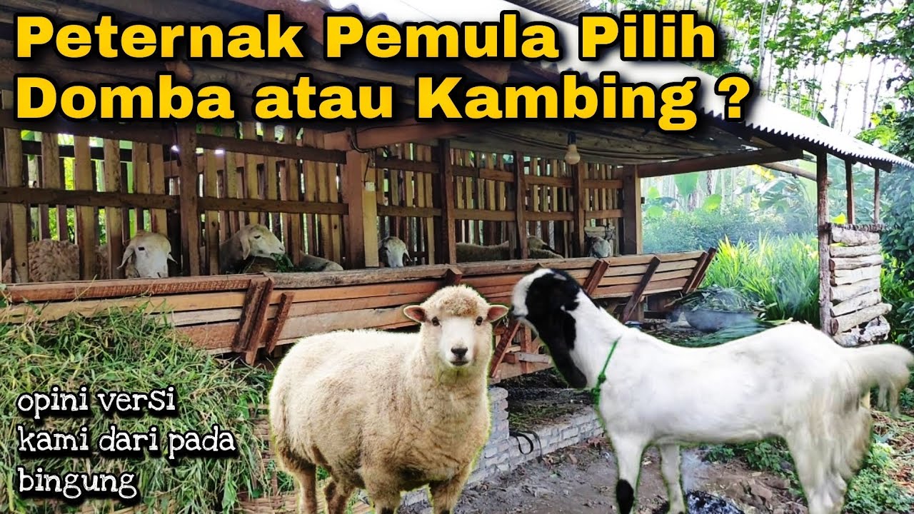 Peternak Pemula Mending Pilih Domba atau Kambing ?