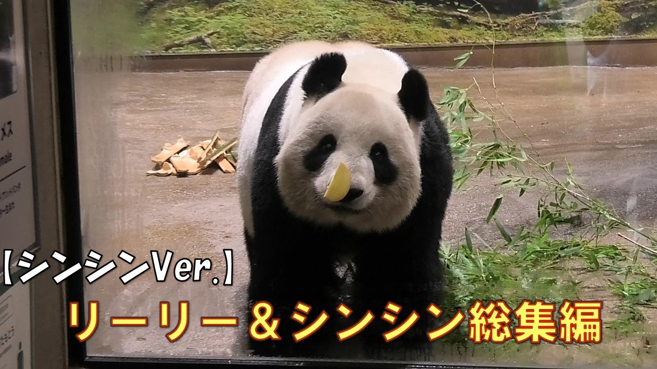 【シンシン編】ありがとうリーリーとシンシン総集編giantpanda @tokyo 上野動物園