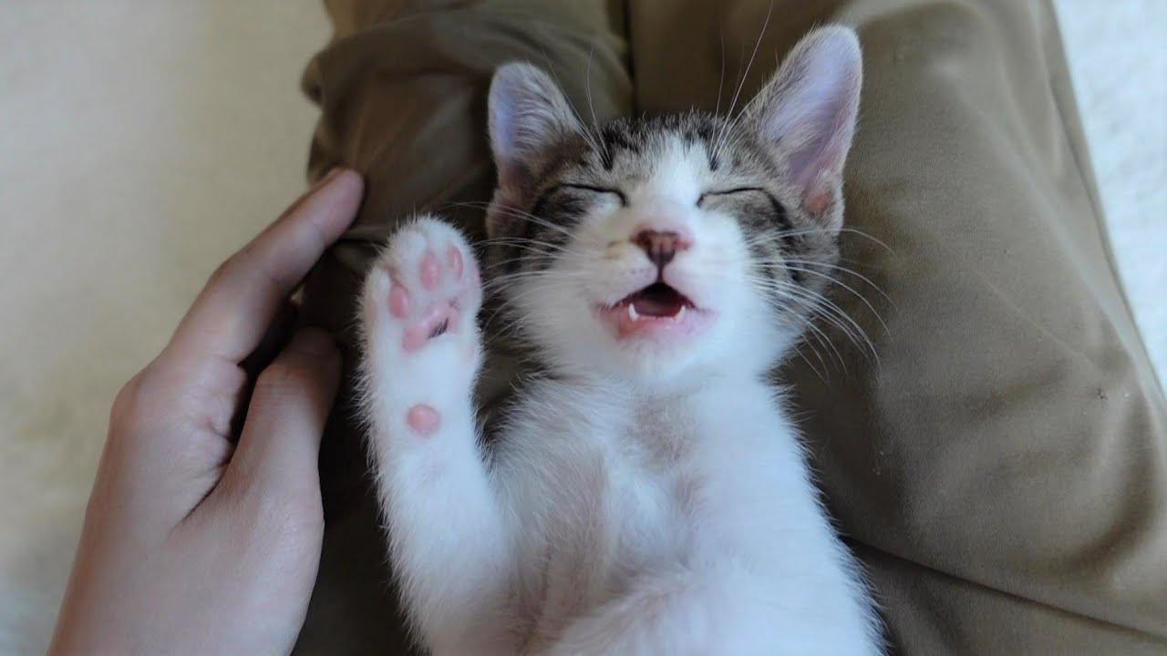 【生後50日】遊び疲れて口を開けたまま寝落ちしてしまった子猫