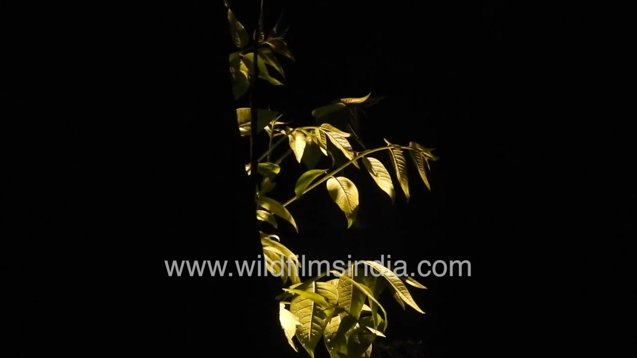 Dark Rainy Night with Lightning | Raindrops Visible in Thunderstorm along Kosi river in Kumaon