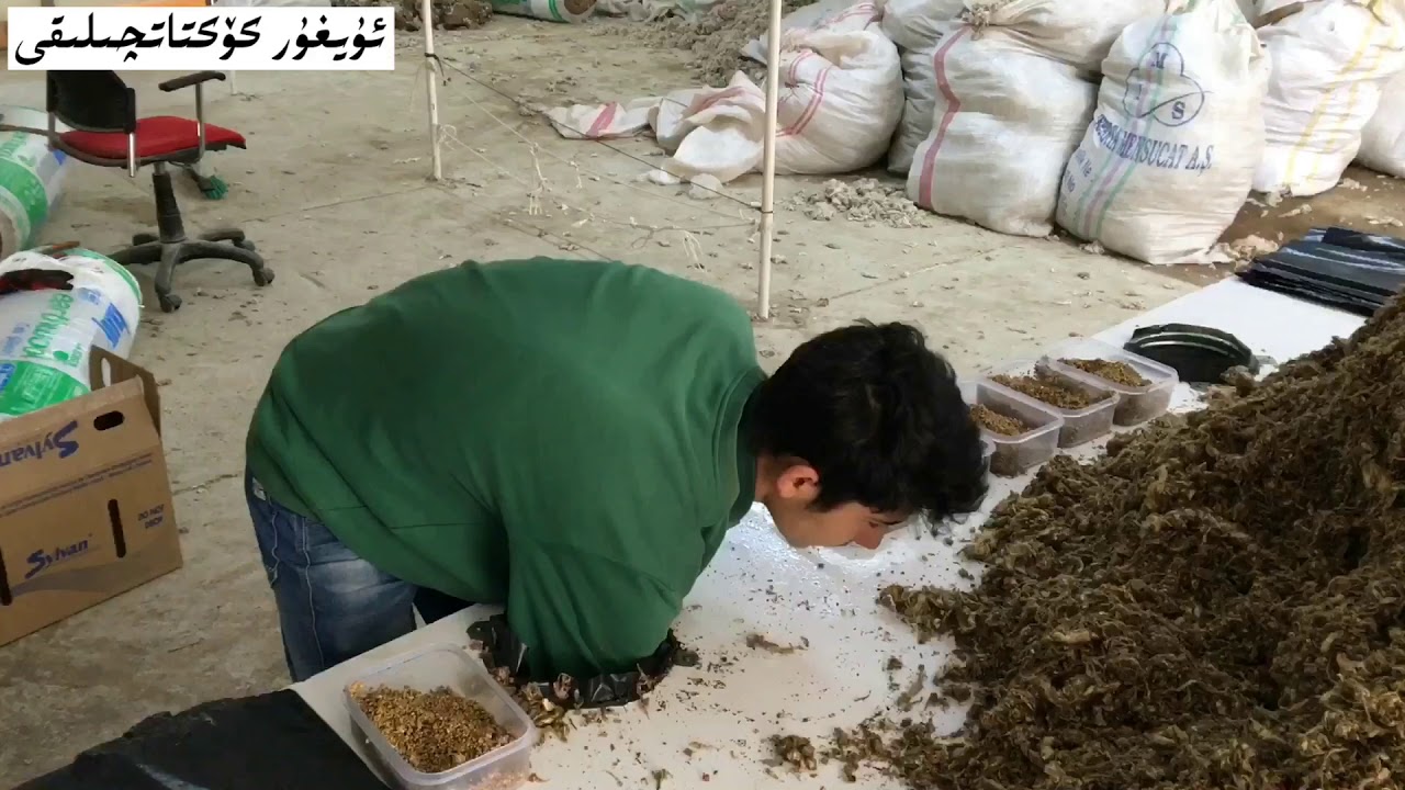 İstiridye mantarı Kompost hazırlanması